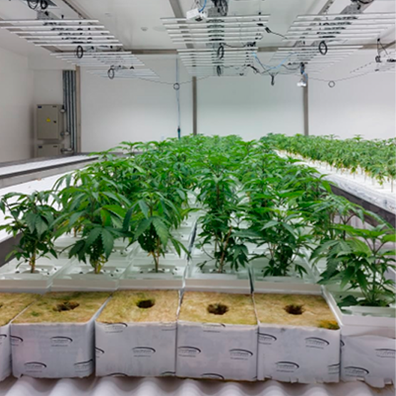 Fase 2 sala de plantación Pharma Industries