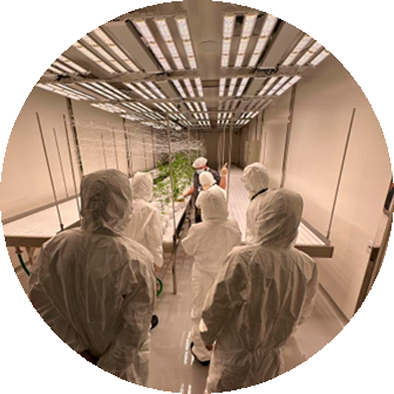 Primer cultivo de cannabis campus Villa Morra