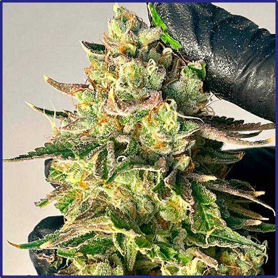 pharma index 1