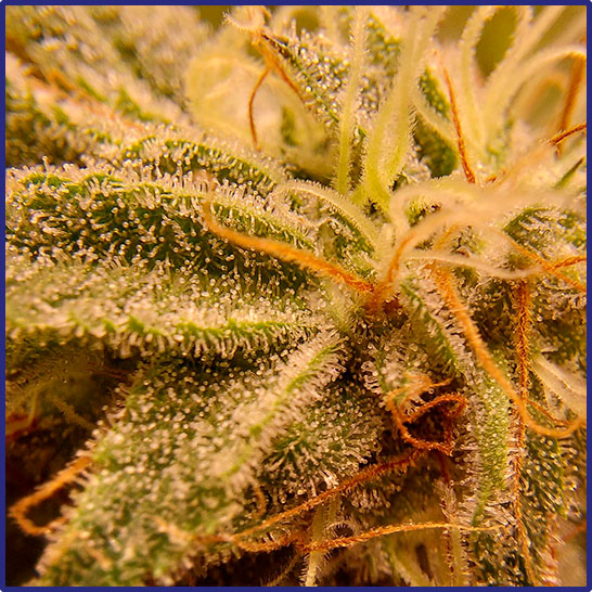 pharma index 4