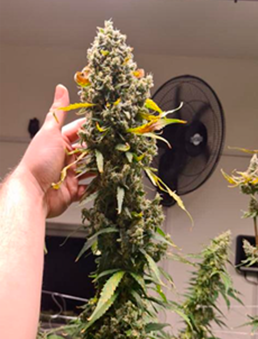 Fase 1 galería cultivo de cannabis instalaciones