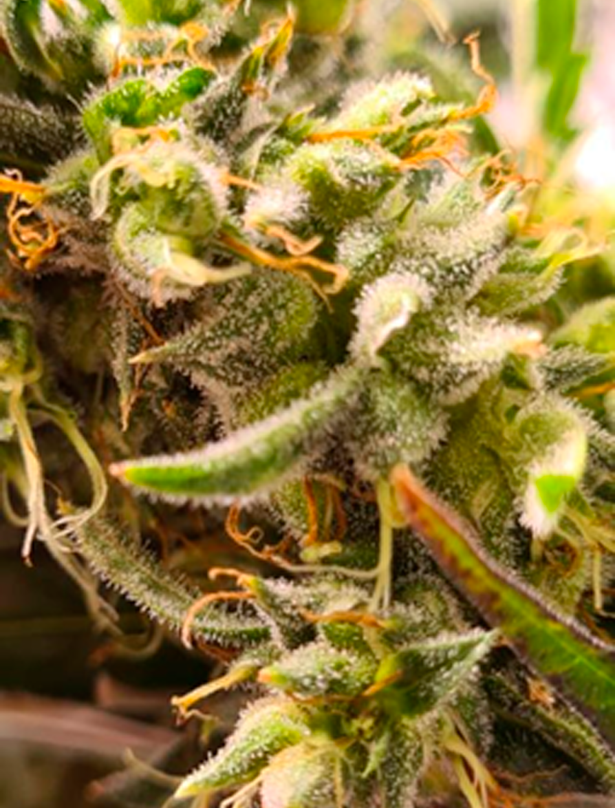 Fase 1 galería sala de cultivo indoor