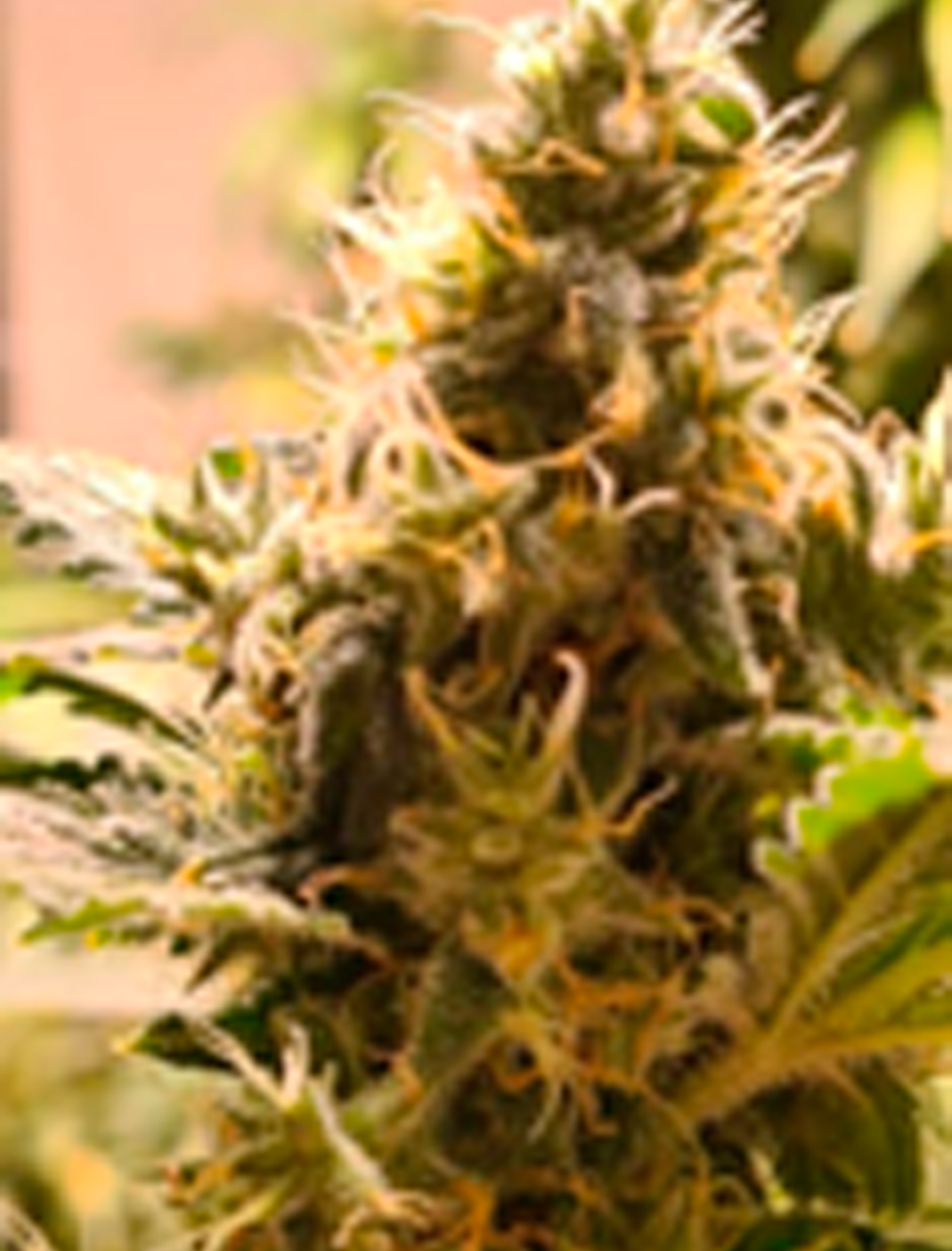 Fase 1 galería proceso de floración