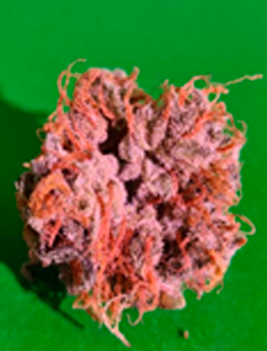 Fase 1 galería laboratorio de control de calidad