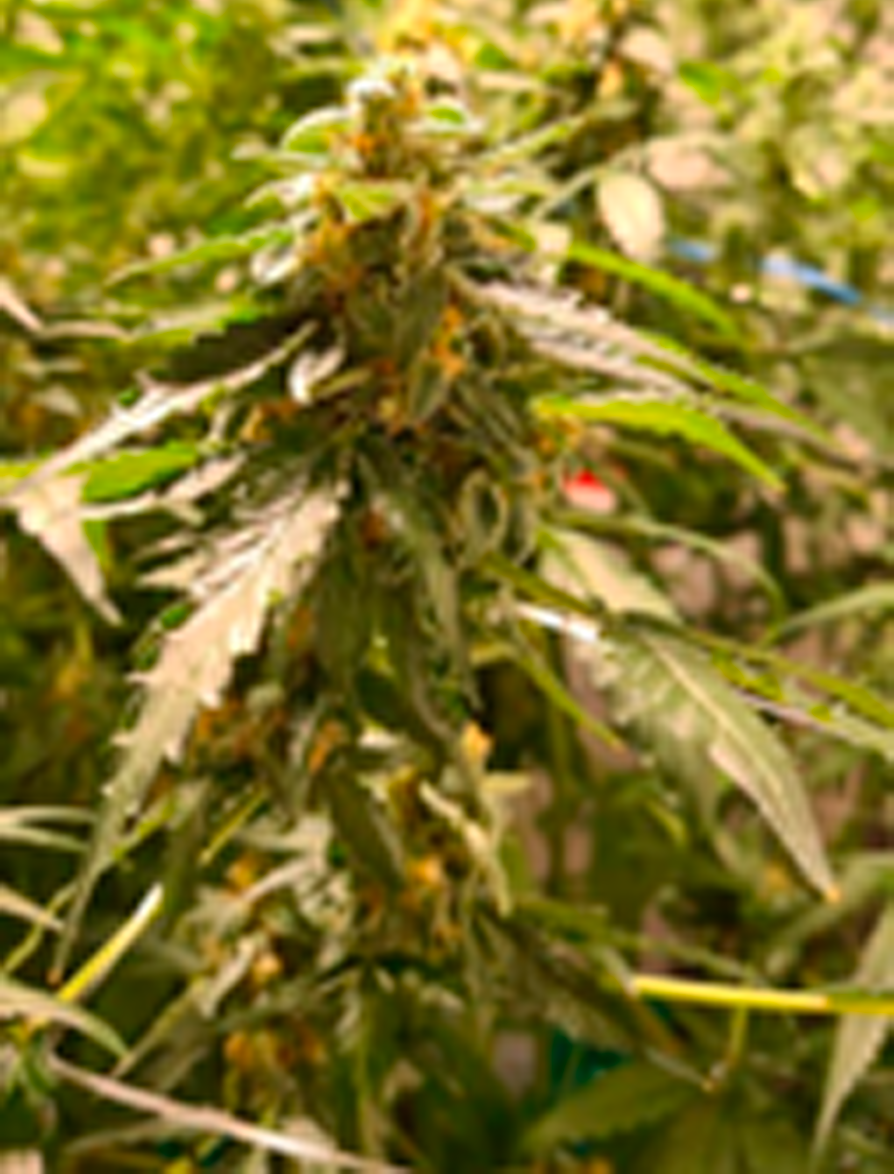 Fase 1 galería equipamiento de producción