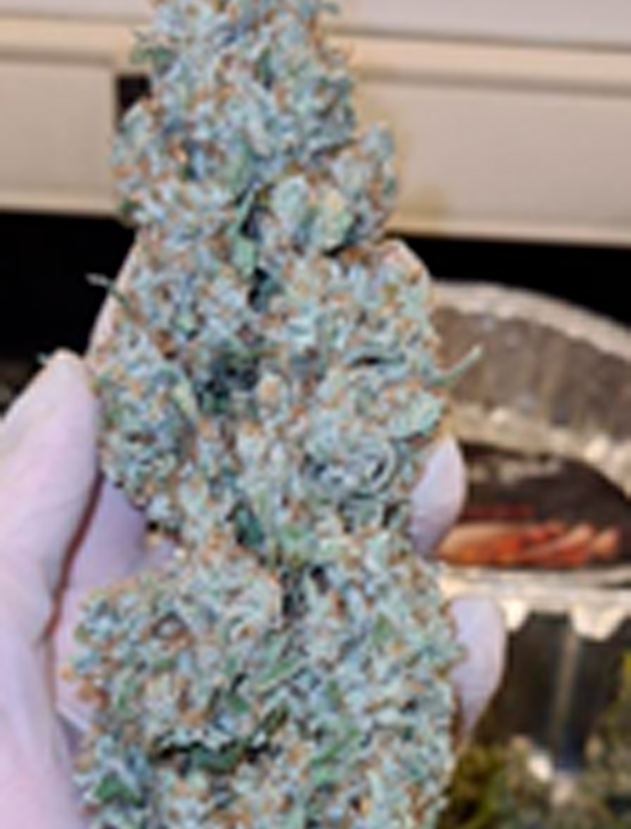 Fase 1 galería bóveda de semillas