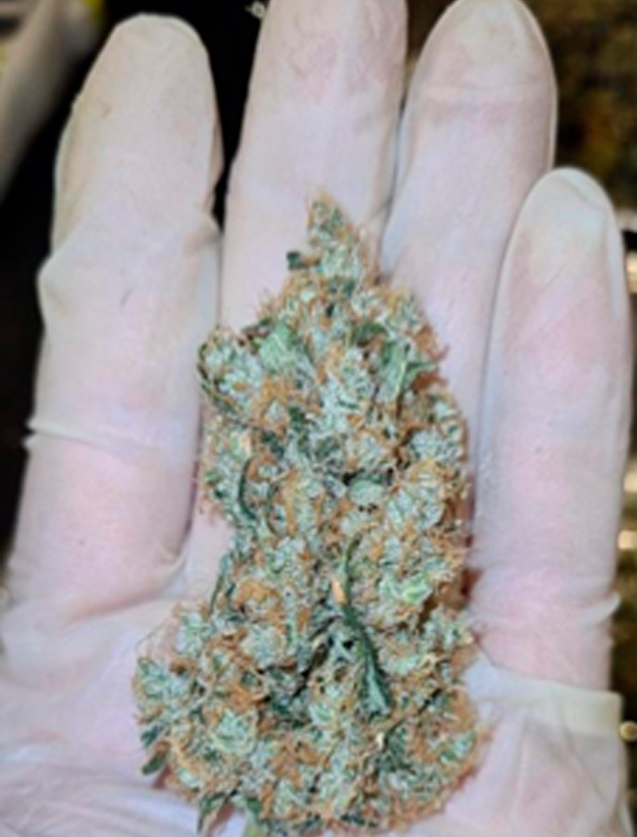 Fase 1 galería área de microbiología